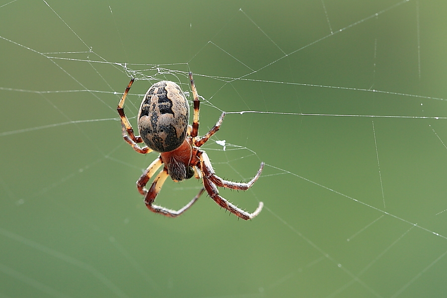 Larinioides sp.
